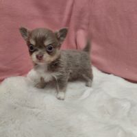 Chiot chihuahua male