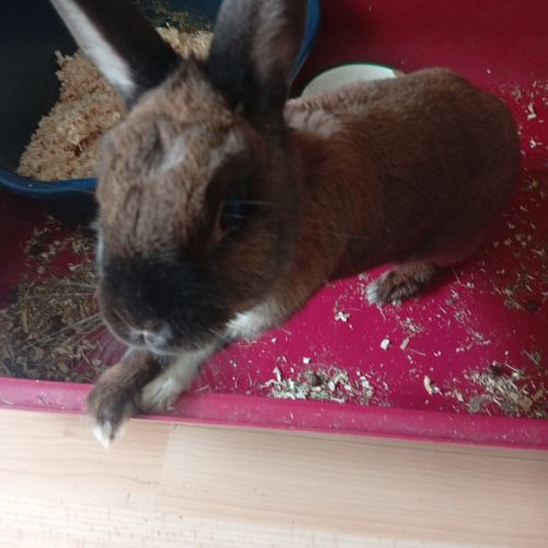 Lapine brune #0