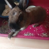 Lapine brune