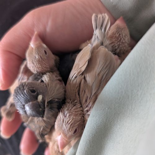 Padda de java apprivoisés