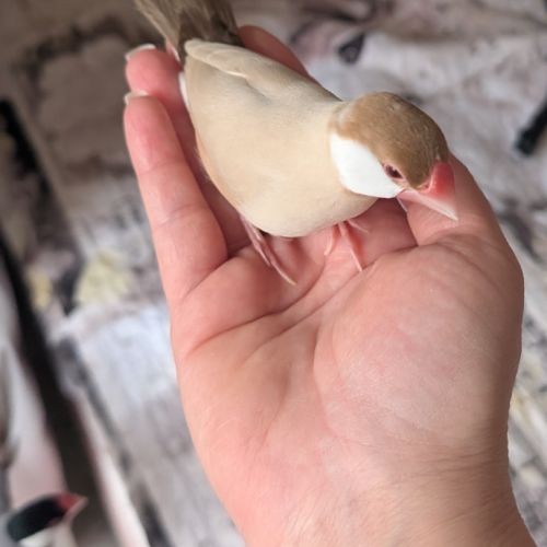 Padda de java apprivoisés #2