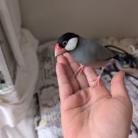 Padda de java apprivoisés #3