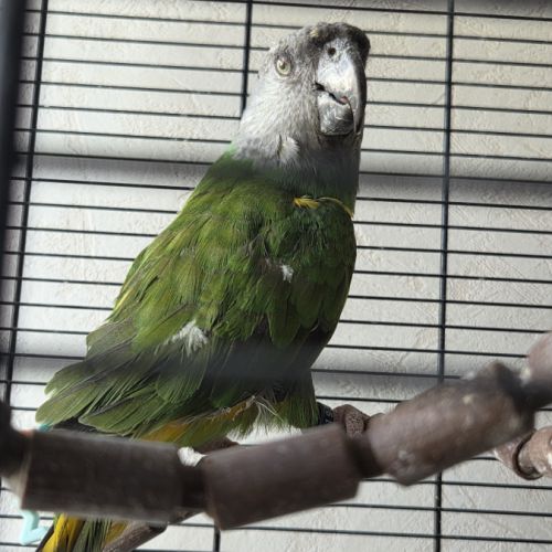 Youyou du senegal #2