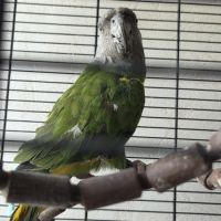 Youyou du senegal #0