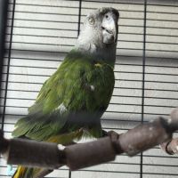 Youyou du senegal #2