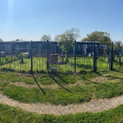 Pension canine dans la manche #5