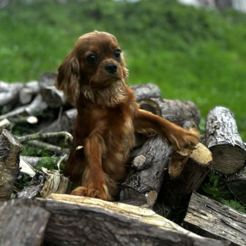 Jeune adulte cavalier king charles male ruby #1