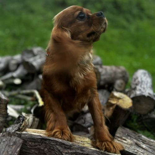 Jeune adulte cavalier king charles male ruby #4