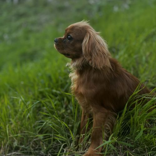 Jeune adulte cavalier king charles male ruby #5