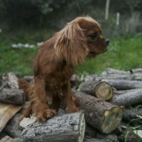 Jeune adulte cavalier king charles male ruby #2