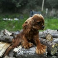 Jeune adulte cavalier king charles male ruby #3