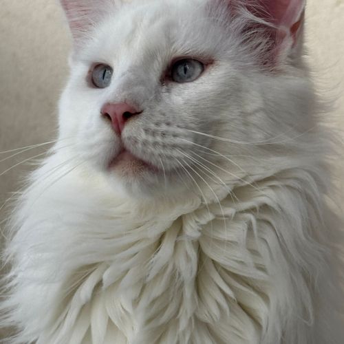 Chaton maine coon #1