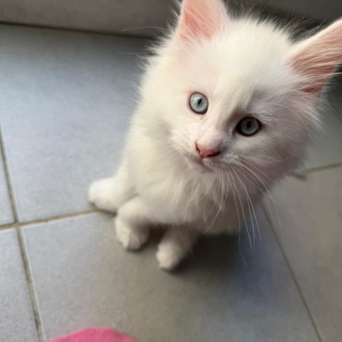 Chaton maine coon #2