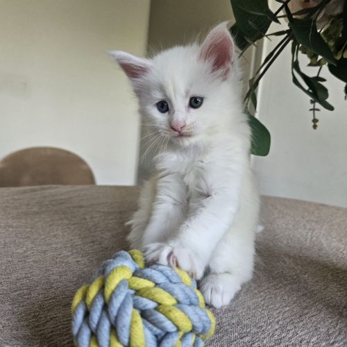Chaton maine coon #3