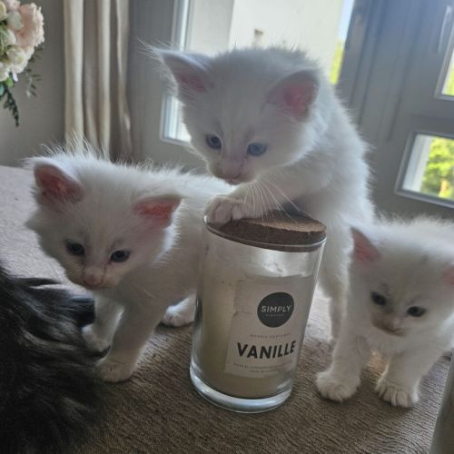 Chaton maine coon #6