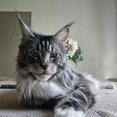 Chaton maine coon #8