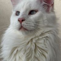 Chaton maine coon #1