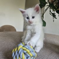 Chaton maine coon #3