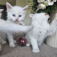 Chaton maine coon #4