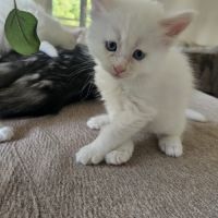 Chaton maine coon #5