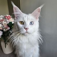 Chaton maine coon #0