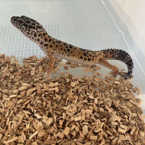 Mâle gecko léopard
