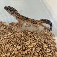 Mâle gecko léopard