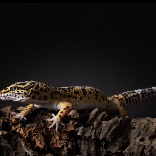 Mâle gecko léopard