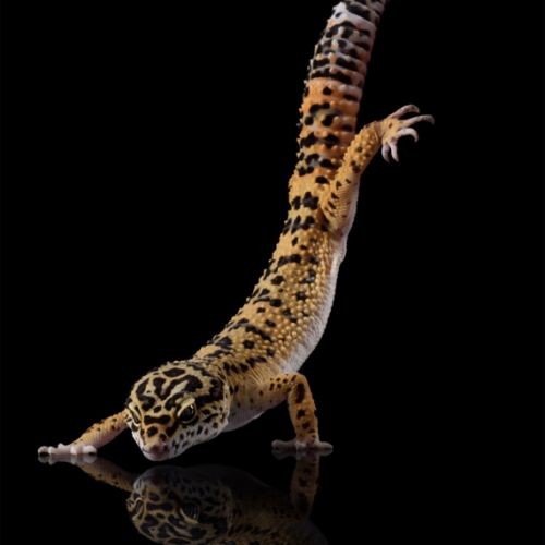 Mâle gecko léopard #3