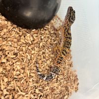 Mâle gecko léopard