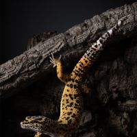 Mâle gecko léopard #1
