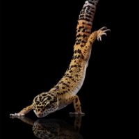 Mâle gecko léopard #3