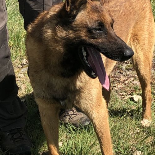 Donne chien de berger belge malinois mâle lof 5 an #0