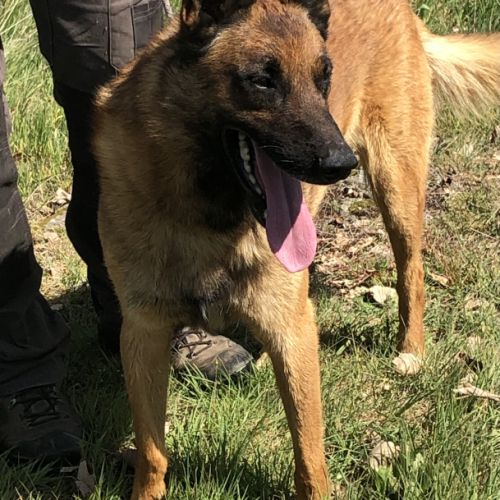 Donne chien de berger belge malinois mâle lof 5 an #3