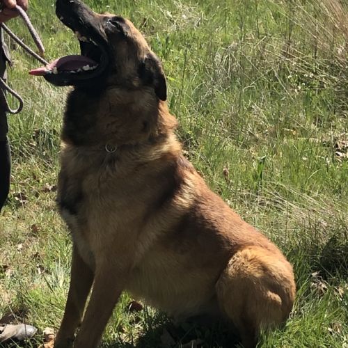 Donne chien de berger belge malinois mâle lof 5 an #4