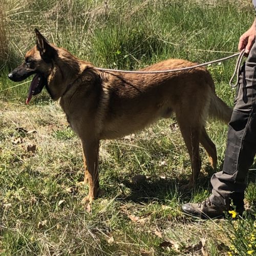 Donne chien de berger belge malinois mâle lof 5 an #6