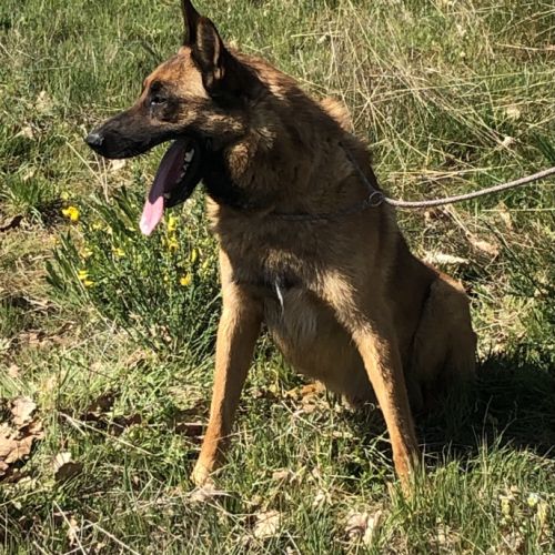 Donne chien de berger belge malinois mâle lof 5 an #7