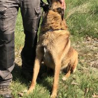 Donne chien de berger belge malinois mâle lof 5 an #1