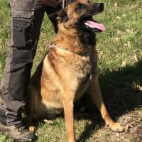 Donne chien de berger belge malinois mâle lof 5 an #5