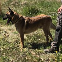 Donne chien de berger belge malinois mâle lof 5 an #6
