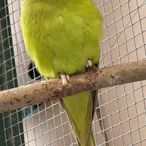 Perruche tête de prune