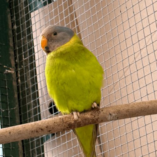 Perruche tête de prune #2