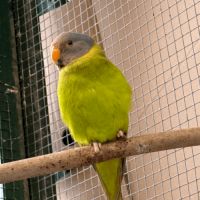 Perruche tête de prune #2