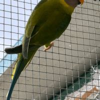 Perruche tête de prune #3