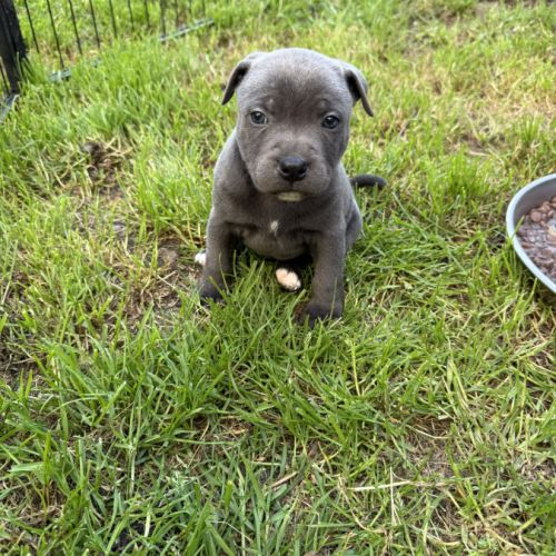 Chiot staffie #2