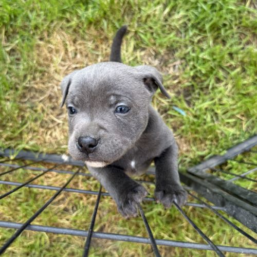 Chiot staffie #3