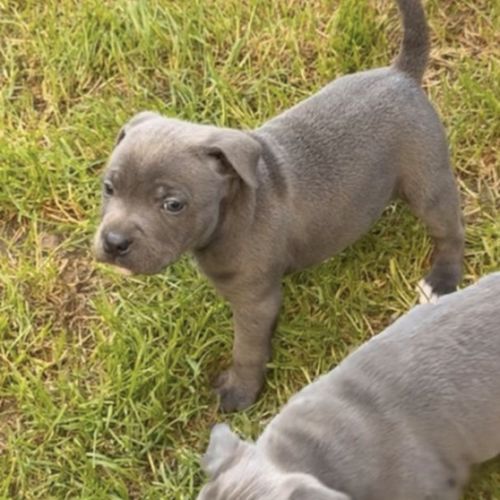 Chiot staffie #0