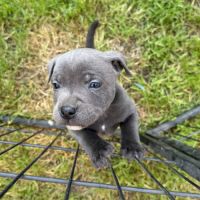 Chiot staffie #3