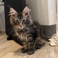 Сhatonne maine coon loof