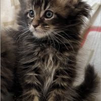 Сhatonne maine coon loof #2